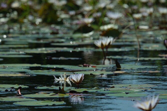 1 Day Okavango Delta Mokoro/Canoe Daytrip - Rain season reality in Botswana: pack for wet, not for comfort