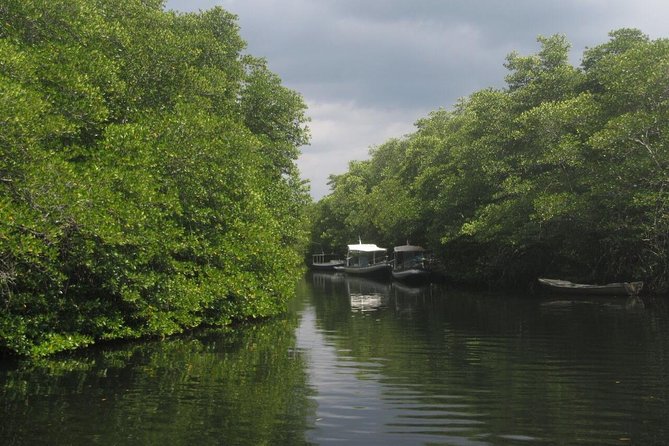 1 Hour Mangrove Tour From Lembongan with Kayak, Paddle, or Boat - Price and Logistics: Why the Transfer Is the Real Win