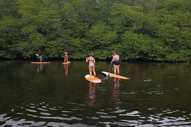 1 Hour Mangrove Tour From Lembongan with Kayak, Paddle, or Boat - What You’ll See: Mangrove Roots, Close Water, and Wildlife Chances