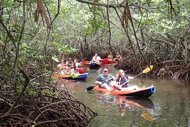 1 Hour Mangrove Tour From Lembongan with Kayak, Paddle, or Boat - Kayak vs SUP vs Transparent Kayak: How the Experience Changes