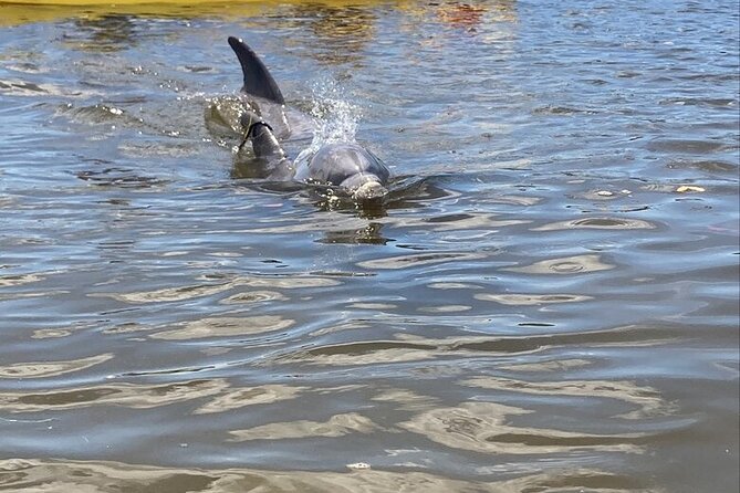 2.5 Hour Kayaking with Manatee and History Tour in Tarpon Springs - Key highlights to know before you go