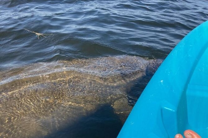 2.5 Hour Kayaking with Manatee and History Tour in Tarpon Springs - The 2.5-hour flow: timing, pace, and what to expect on the water