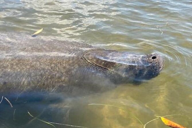 2.5 Hour Kayaking with Manatee and History Tour in Tarpon Springs - Wildlife focus: how manatee spotting works (and what affects it)
