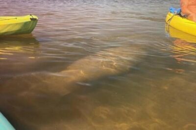2.5 Hour Kayaking with Manatee and History Tour in Tarpon Springs - Stop 1: drifting through mangroves toward Tarpon Springs Sponge Docks