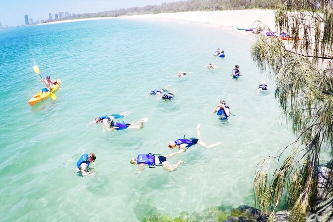2-Hour Dolphin Kayak & Snorkel Tour on the Broadwater - Dolphins: aiming for that 80% chance, without assuming guarantees