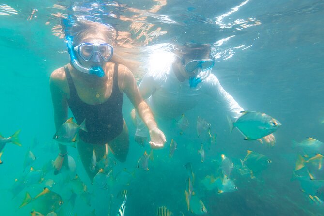 2-Hour Dolphin Kayak & Snorkel Tour on the Broadwater - Price and value: $62.40 for a guided kayak-and-snorkel day