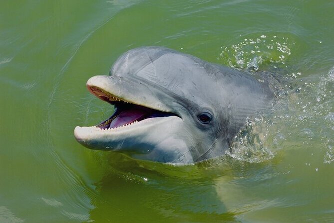 2 Hour Kayak Hilton Head Dolphin and Nature Tour - Price and time: getting real value for $49