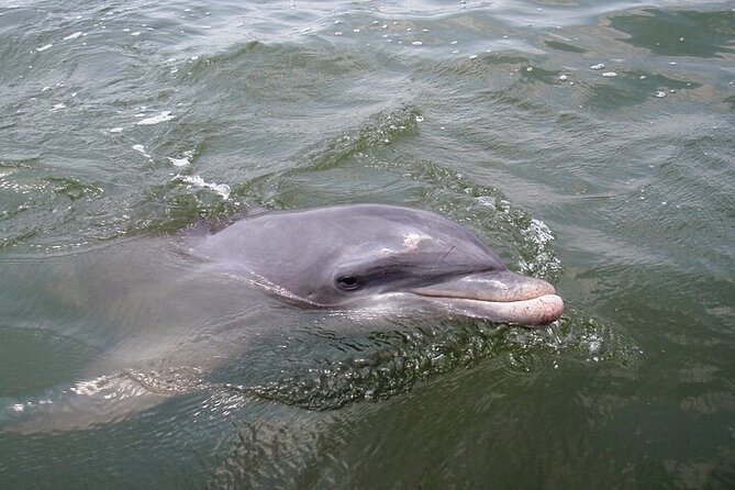 2 Hour Kayak Hilton Head Dolphin and Nature Tour - Getting the gear: comfortable for first-timers, not just pros