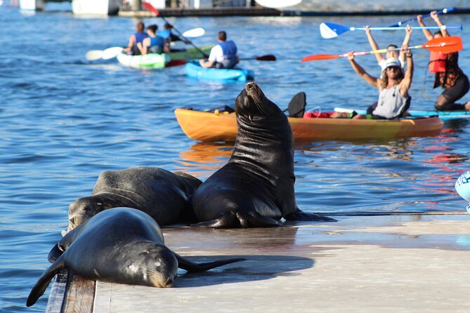 2-Hour Kayak or Paddleboard with Sea Lions in Marina del Rey - Marina del Rey by paddle: why this feels like a real break
