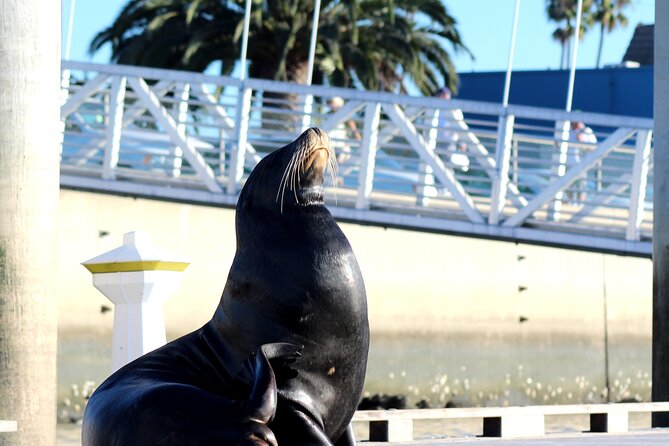 2-Hour Kayak or Paddleboard with Sea Lions in Marina del Rey - Guide style: technique coaching plus local spotting tips