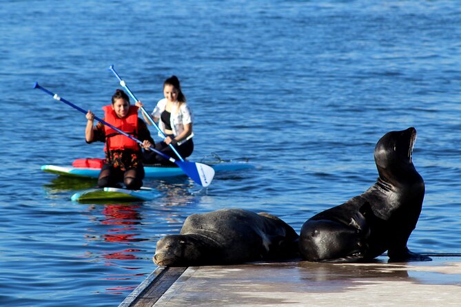 2-Hour Kayak or Paddleboard with Sea Lions in Marina del Rey - Price and time: is $79 a good deal for this marina paddle?