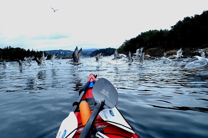 2- hour kayak trip on the Oslo Fjord - Who this Oslo Fjord kayak trip is perfect for