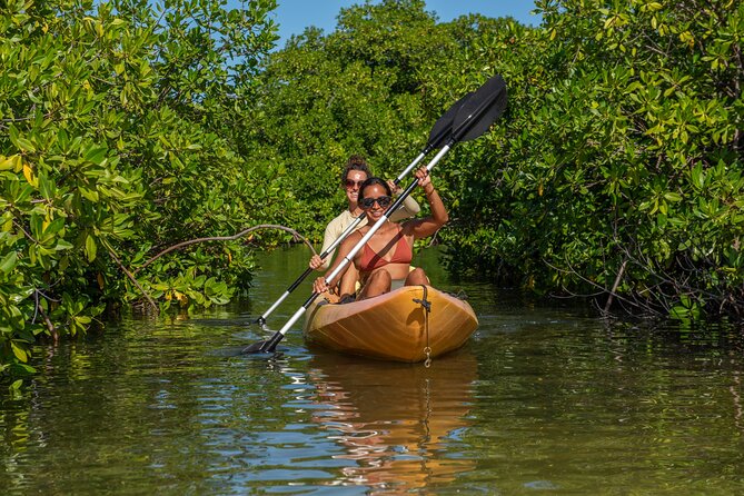2 Hour Mangrove Kayak and Snorkel Tour - Sea Turtle Watch on the Return: How to Improve Your Chances