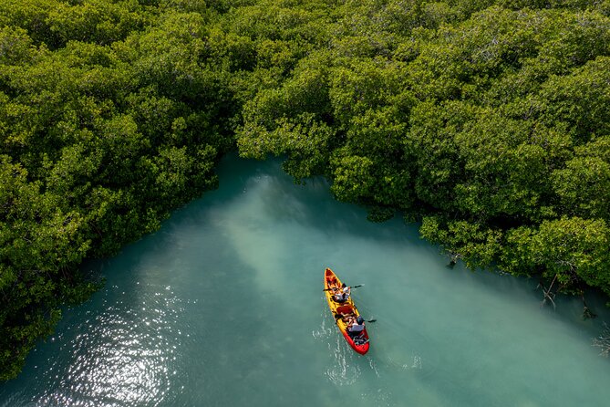 2 Hour Mangrove Kayak and Snorkel Tour - Gear and Comfort: Small Things That Make a Big Difference