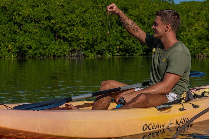 2 Hour Mangrove Kayak and Snorkel Tour - Price and Value: $60 Is the Simple Part
