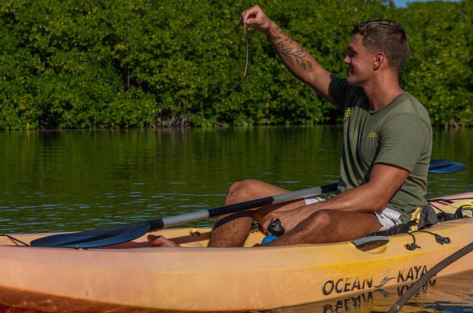 2 Hour Mangrove Kayak and Snorkel Tour - Meeting Point at 140 Kaminda Lac: Easy Start, Same Finish