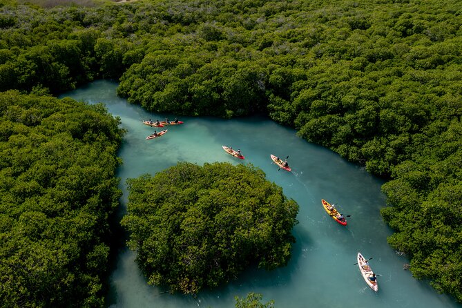 2 Hour Mangrove Kayak and Snorkel Tour - Snorkeling at an Access-Only-by-Kayak Spot (About 25 Minutes)