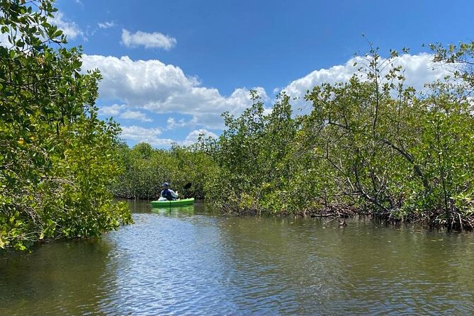 2 Hours Kayak Eco Tour in Tarpon Springs - Wildlife Spotting: Expect Variation, Not a Guarantee