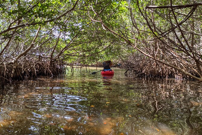 2 Hours Kayak Eco Tour in Tarpon Springs - Meet the Guides: Julie, Albie, and Teaching That Actually Sticks