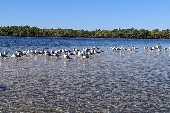 2 Hours Kayak Eco Tour in Tarpon Springs - Price and Value: Why $54 for Two Hours Works