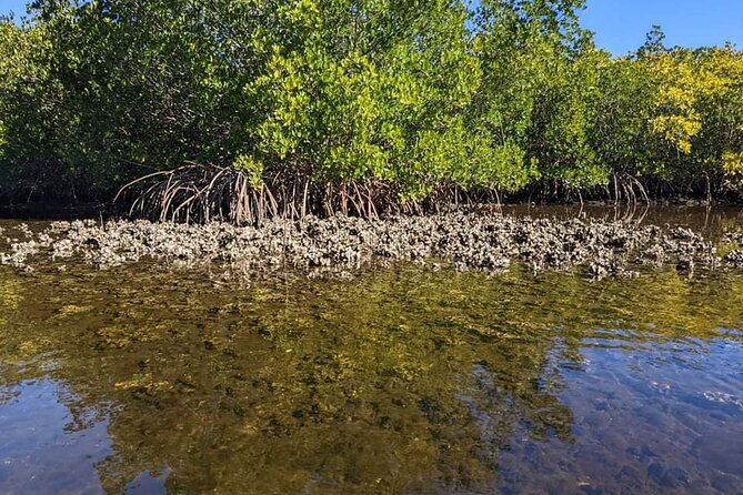 2 Hours Kayak Eco Tour in Tarpon Springs - Should You Book This Tarpon Springs Eco Kayak Tour