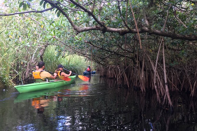 2Hour Everglades Kayak Safari Adventure Through Mangrove Tunnels - Paddling through mangrove tunnels: what the route feels like