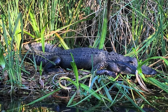 2Hour Everglades Kayak Safari Adventure Through Mangrove Tunnels - Stop in Everglades National Park: start-to-finish flow and what can slow you down