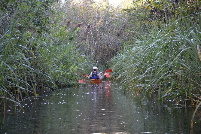 2Hour Everglades Kayak Safari Adventure Through Mangrove Tunnels - Price and value for $89: when this is a smart buy