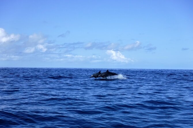 3.5 Hour Kailua-Kona Ocean Kayak and Snorkel Tour - Snorkeling the Kona reef: 50+ fish species and coral you can actually see
