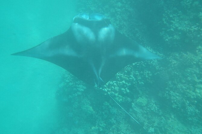 3.5 Hour Kailua-Kona Ocean Kayak and Snorkel Tour - “What does the guide do all day?”: the small-group advantage with Ryan, Miles, and Kevin