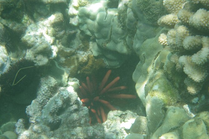 3.5 Hour Kailua-Kona Ocean Kayak and Snorkel Tour - What to bring for Kona: shoes, fins prep, and motion-sickness sanity