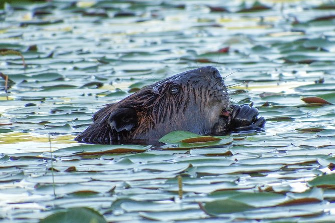 3 Day Algonquin Park Canoe Trip - Moose & Beaver Safari - Moose & Beaver Safari: a 3-day canoe camping rhythm in Algonquin Park