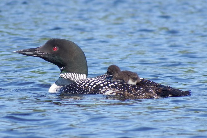 3 Day Algonquin Park Canoe Trip - Moose & Beaver Safari - Wildlife odds: moose and beaver watching, and how to play it right