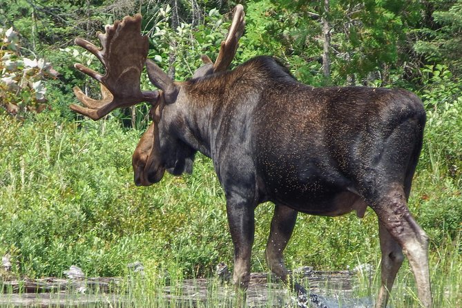 3 Day Algonquin Park Canoe Trip - Moose & Beaver Safari - Food in camp: gourmet camp cuisine plus real dietary flexibility