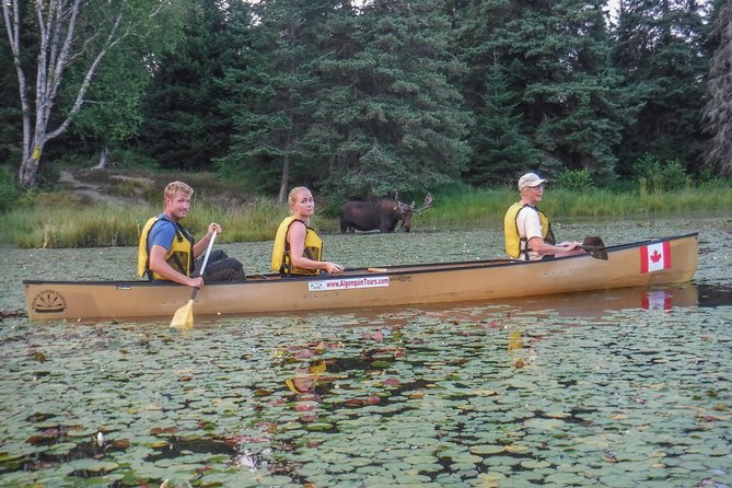 3 Day Algonquin Park Canoe Trip - Moose & Beaver Safari - Small-group setup: learning faster and sharing the load
