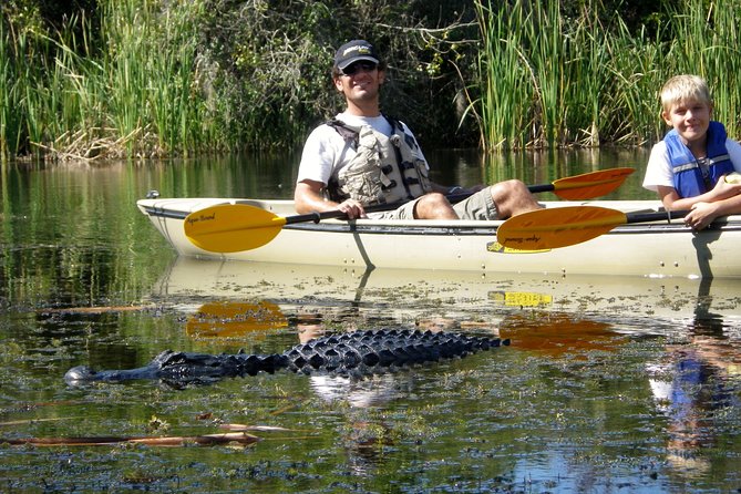 3 Hour Guided Mangrove Tunnel Kayak Eco Tour - Quick hits before you go