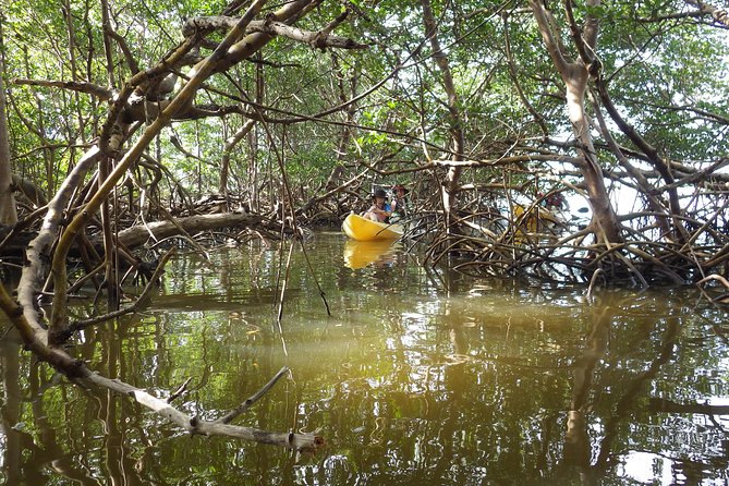 3 Hour Guided Mangrove Tunnel Kayak Eco Tour - Inside the mangrove tunnels: 10 feet overhead and very different air