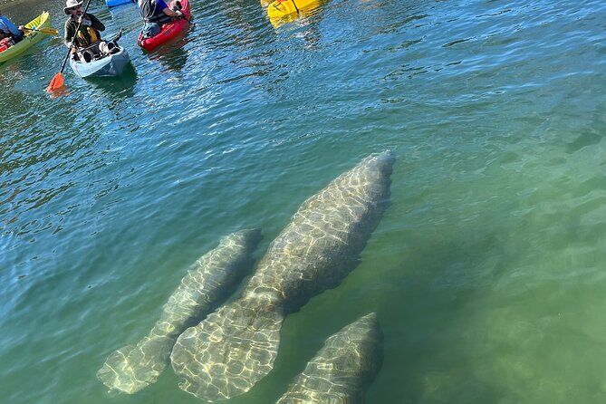 3 Hour Guided Single Kayak Adventure - Group Size, Scheduling, and How to Choose a Time