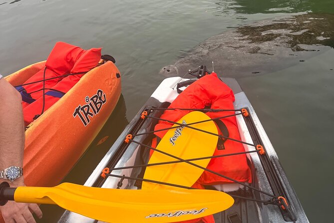 3 Hour Guided Single Kayak Adventure - Why a Kings Bay Refuge Guide Matters for Manatee-Spotting