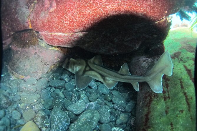 3-Hour Kayak and Snorkeling Experience in Batemans Bay - A 3-hour kayak snorkel from Batemans Bay: the rhythm of the day