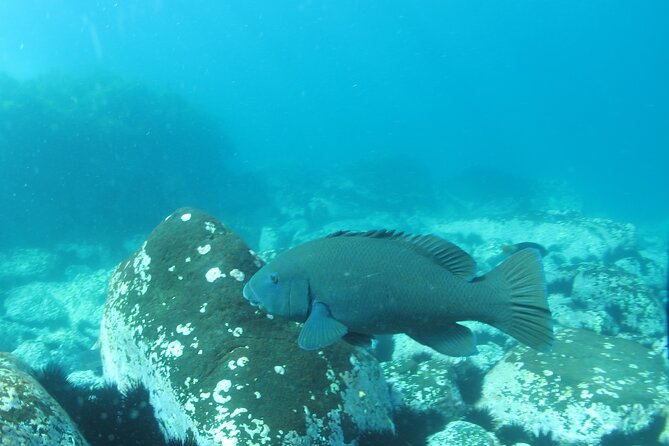 3-Hour Kayak and Snorkeling Experience in Batemans Bay - Meeting up and getting ready: what you’ll do before you paddle