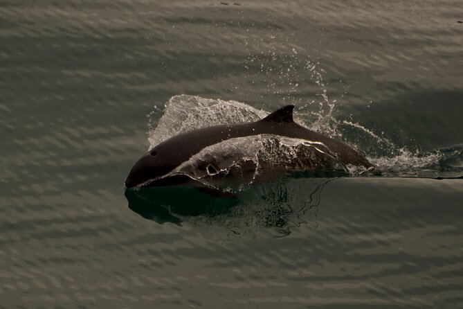 3-Hour Sea Kayak Tour in the San Juan Islands - What’s Provided (and What You Need to Bring)