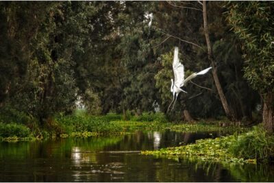 3 Hours of Kayaking at the Ancient Canals of Xochimilco - Your 3-hour route through calmer side canals