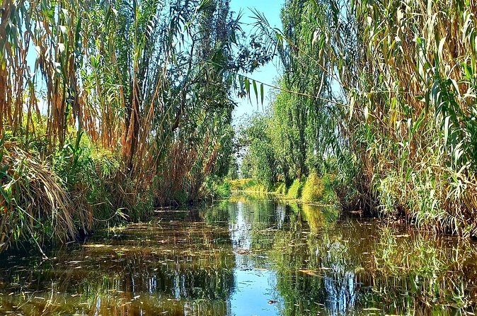 3 Hours of Kayaking at the Ancient Canals of Xochimilco - Wildlife spotting: birds, fish, and close heron moments