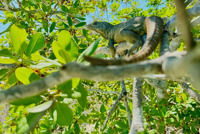 3HR Clear Kayak Mangrove and iguana island Tour in Leeward - The 3-Hour Timing: What You’re Spending Time Doing