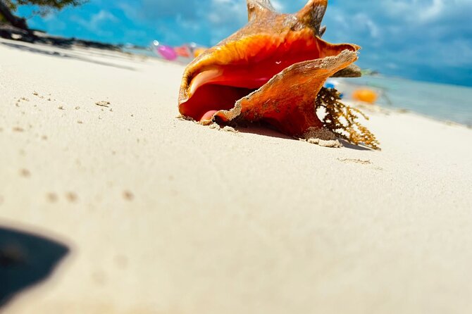 3HR Clear Kayak Mangrove and iguana island Tour in Leeward - Guides, Safety, and Small-Group Attention