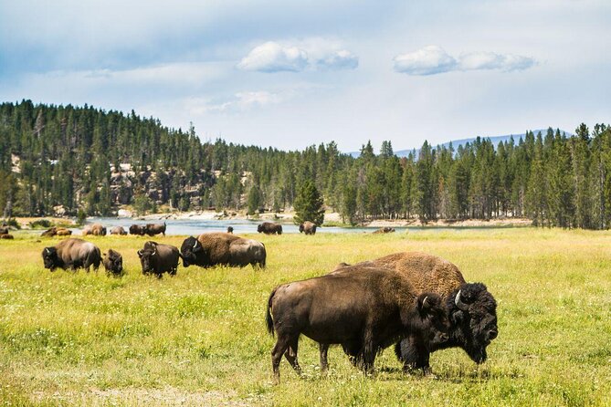 4-Hour Kayak on Yellowstone Lake with Lunch - Key Things I’d Highlight Before You Go