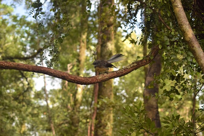 4-hour Lake Mapourika Kayak and Hike adventure, with Okarito Kiwi Sanctuary - Guides, Small Groups, and That Personalized Feeling