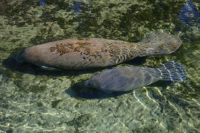 4 Hour Single Kayak Rental In Crystal River, Florida - Three Sisters Springs Access: When You Can Paddle In