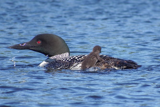 6 Hour Algonquin Park Canoe Trip - First steps: meeting at Canoe Lake and getting oriented